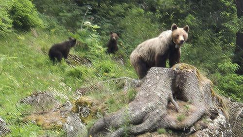 Agent Green, plângere penală după uciderea ursoaicei care a omorât un turist pe Transfăgărăşan / Acuzaţii de braconaj, neglijenţă în serviciu, ucidere din culpă
