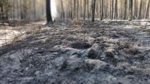 România se confruntă în continuare cu secetă extremă în jumătate de țară, iar un ger cât de mic va compromite culturile, avertizează ANM