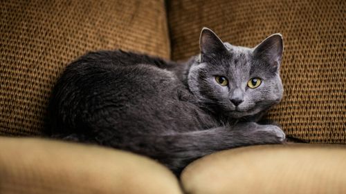 Vrei să adopți o pisică cu blană albastră? Vezi care sunt cele mai populare și mai frumoase feline (VIDEO)