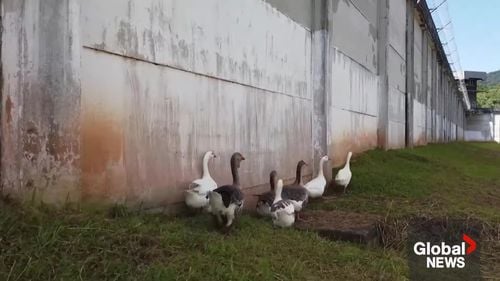 VIDEO Un penitenciar din Brazilia, păzit de „agenţi gâşte” / Angajații susțin că vigilența lor le face „animale de pază excelente”