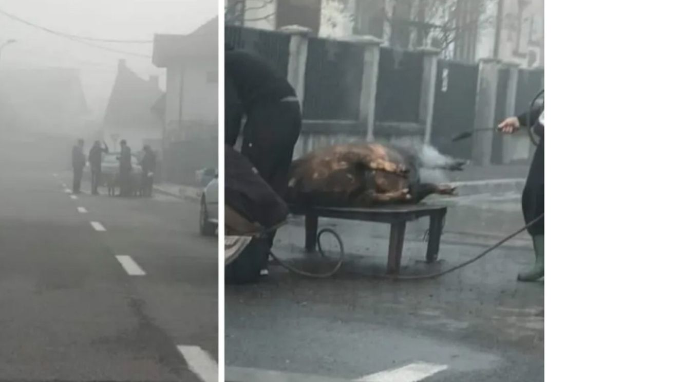 Porc tăiat pe o stradă din Târgu Jiu