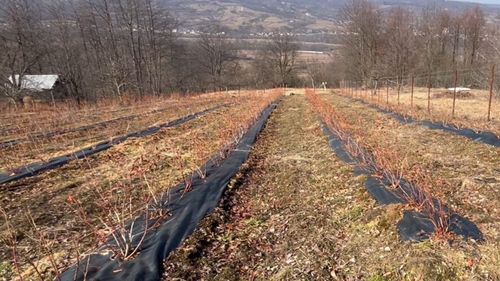 Rezistența afinelor la îngheț promite o recoltă neafectată de temperaturile din ultimele zile / Producător: E plantă de munte, nu cred că vor fi pagube însemnate