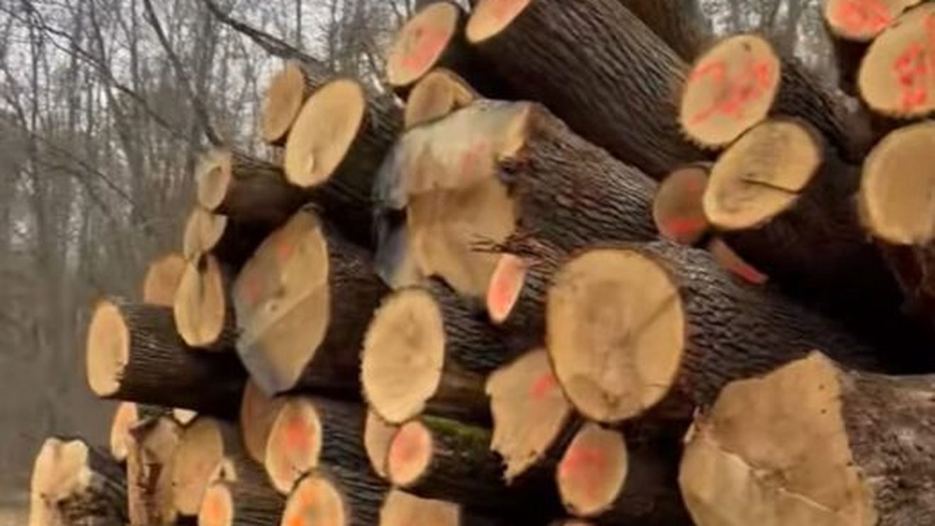 Dezastru în pădurile din Ilfov: sute de arbori tăiați, descoperiți în minivacanța de 1 Decembrie
