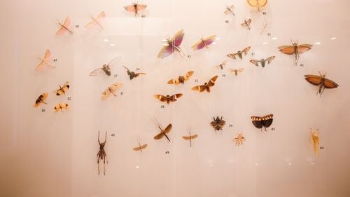 "Aceste creaturi uimitoare nu sunt doar frumoase, dar pot fi şi animale de companie!” / Misterele Gândacului crocodil şi Călugăriţei gigant, dezvăluite la Muzeul Judeţean Mureş