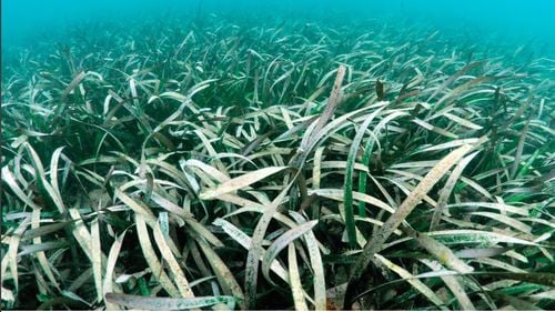 "Aceasta este prima estimare cu adevărat fiabilă a vârstei unei clone" / Cea mai veche plantă marină cunoscută, cu o vârstă de peste 1.400 de ani, descoperită în Finlanda