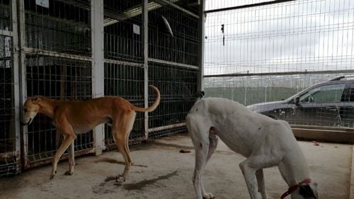 Instituția care scoate la licitație averile infractorilor a vândut, pentru 600 de lei, doi câini  / ANABI a obținut din licitațiile organizate anul trecut suma de 8,1 milioane lei