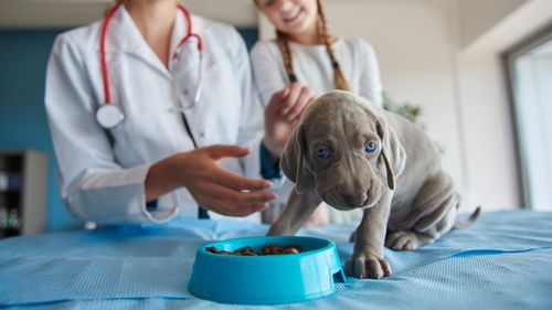 De ce nu știe veterinarul ce trebuie să mănânce pisica sau câinele tău: Adevărul despre educația nutrițională din facultăți