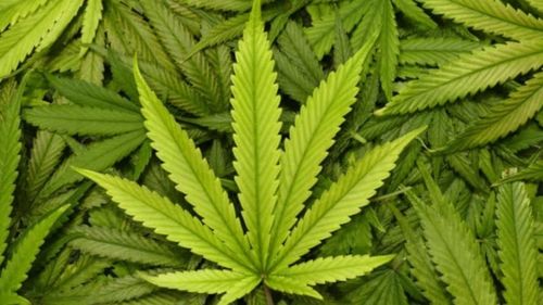 Tinerii, femeile însărcinate şi şoferii ar trebui să evite canabisul - studiu