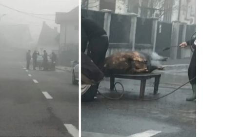 Porc tăiat pe o stradă din Târgu Jiu