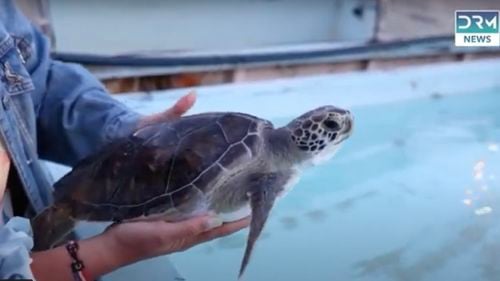 O ţestoasă verde salvată în Irlanda a fost eliberată în Insulele Canare