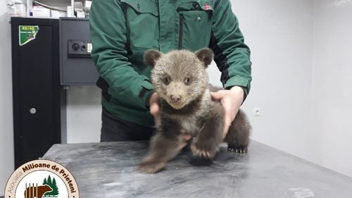 Amendă de 10.000 de lei pentru ONG-ul „Prietenii Berzelor” după ce voluntarii asociației s-au implicat pentru a salva doi pui de urs, abandonaţi lângă o casă din Biertan