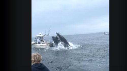 O balenă care se dezlănţuie răstoarnă o barcă şi a aruncat două persoane peste bord