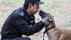 De la ciobănești germani la autonomie: China mizează pe câinii de poliție „made in China”