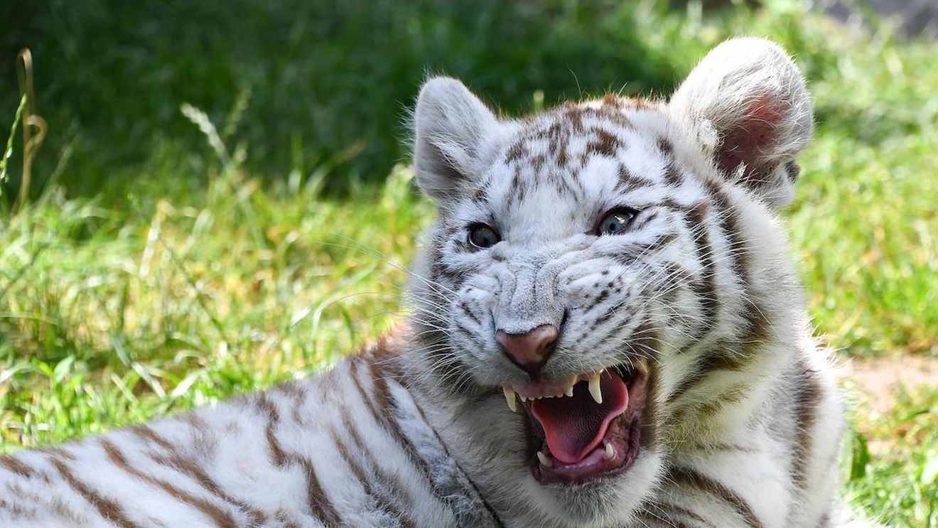 Doi tigri albi bengalezi, în premieră la Grădina Zoologică din Târgu Mureş. Vor putea fi văzuți din 1 mai, dar dacă vor ei: ”Aceasta este o procedură standard în lumea grădinilor zoologice, să nu forţăm animalul”