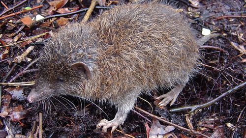 Cinci noi specii de arici cu blană moale au fost descoperite în Asia