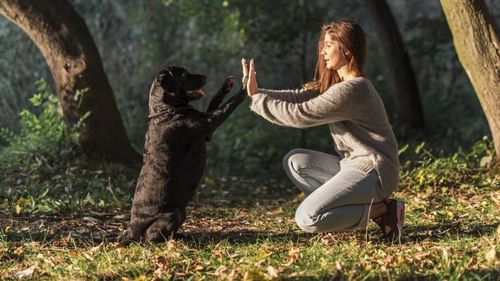 De unde să începi cu dresajul câinelui. Cele 6 principii care stau la baza unui animal de companie educat și disciplinat