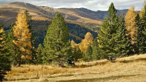 Peste 4.800 de exemplare de zâmbri, inventariați în Parcul Național Călimani / Arborele poate ajunge până la vârsta de 1000 de ani