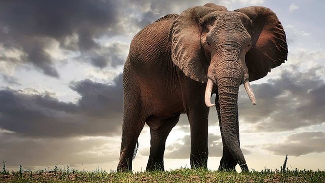Turist german, ucis de un elefant în India