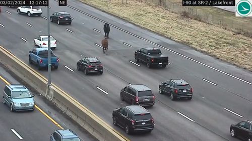 VIDEO Doi cai evadați din grajdurile poliției au galopat pe cea mai lungă autostradă din Statele Unite