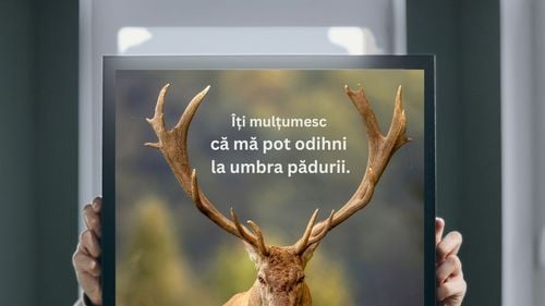 Proiect fotografic în premieră: viața sălbatică de lângă Polul Nord, documentată de fotograful Rareș Beșliu în mai multe expediții începând cu luna iulie a acestui an, în regiunile arctice Groenlanda, Svalbard și Arhipelagul Arctic Canadian