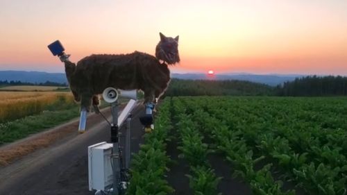 Tehnologie contra natură: Cum folosesc japonezii lupi mecanici pentru a speria urșii agresivi