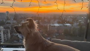 EXCLUSIV | Cum arată casa ideală pentru echilibrul emoțional dintre om și animal: Experții indică 3 elemente esențiale și cât costă o astfel de evaluare (VIDEO & FOTO)