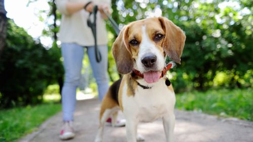 Cât de des ar trebui să îți plimbi câinele în funcție de rasă: Ce spun specialiștii