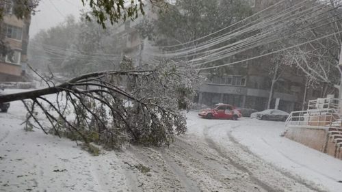 Avertismentul drumarilor: pericol de copaci căzuți pe drumurile din zonele împădurite din Craiova / Zăpada acumulată pe arbori poate provoca ruperea crengilor și căderea copacilor pe carosabil