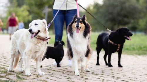 Universitatea din Buenos Aires lansează primul curs gratuit de plimbători profesioniști de câini. În capitala Argentinei, animalele de companie sunt mai numeroase decât copiii