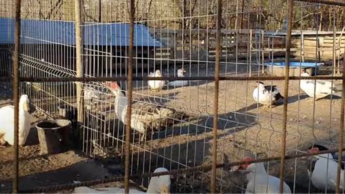 România a informat forurile internaţionale că a depistat un focar de gripă aviară H5N1 printre păsările de curte, la Mihail Kogălniceanu