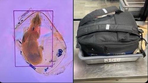 Autoritățile din SUA au descoperit un câine într-un bagaj de mână la un punct de control al unui aeroport din Wisconsin