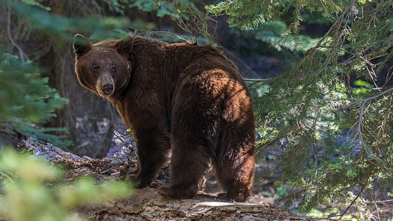 Urși omorâți cu insecticide interzise în UE de 17 ani: „În absența statului, oamenii își rezolvă singuri problemele” / Una dintre substanțe, Diazinol, e cauza pentru care mor copiii după ce sunt spălați pe cap împotriva păduchilor