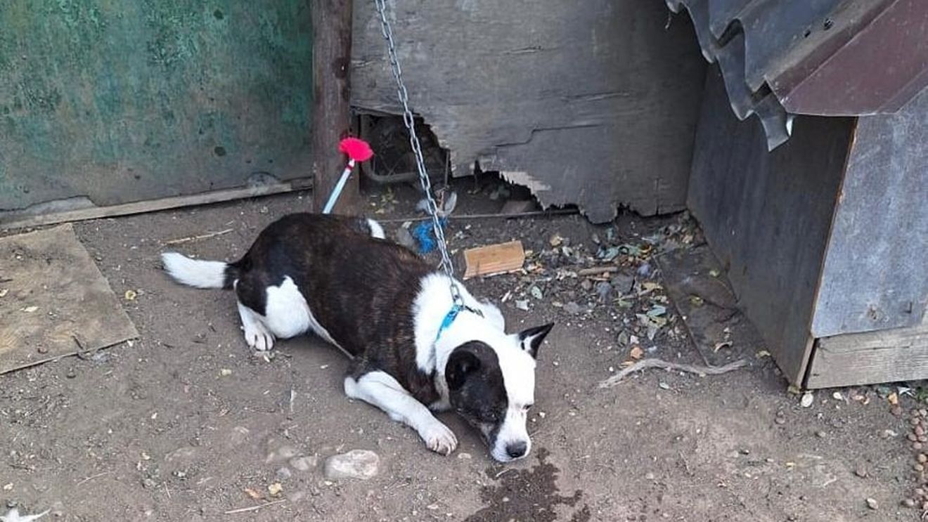UPDATE Femeie mușcată de un câine, pe un teren viran din apropierea locuinței, în București / Victima este inconștientă