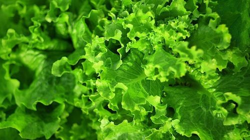 Salata cultivată în spaţiu este sigură pentru consum şi nutritivă, au anunţat astronauţii NASA