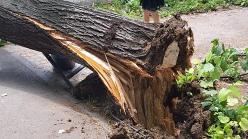 Sute de intervenții ale pompierilor în București din cauza vremii severe / Peste 200 de copaci căzuți