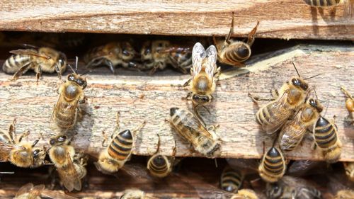 Pesticide care ucid albinele, descoperite în 85% din râurile din Anglia, arată o analiză a guvernului Regatului Unit