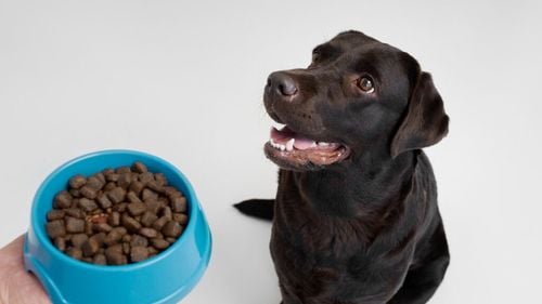 Cifre surprinzătoare despre animalele de companie și piața de hrană din Europa