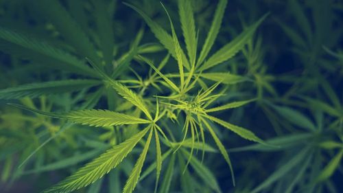 „Mirosul este peste tot”, jucătorii de la US Open sunt exasperaţi de mirosul de canabis de pe terenuri