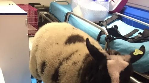 Un român băut a furat o oaie  dintr-un zoo din Amsterdam / Îngrijitorii susțin că animalul urma să fie mâncat