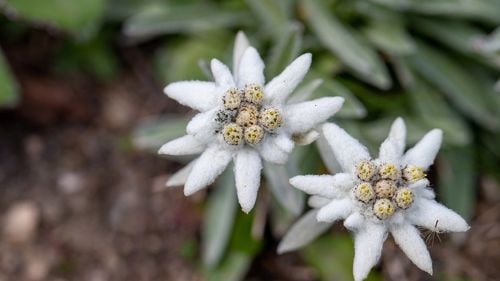 Floarea de colț este sărbătorită în 5 martie. Din anul 1933 a fost declarată monument al naturii