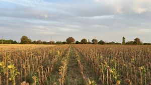 Agricultura României sub efectul schimbărilor climatice: Fenomenul de arșiță se va intensifica continuu în următoarele decenii/Regiunile cele mai afectate: Sud și Sud-Est – document guvernamental