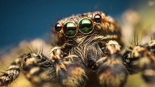 Visează animalele precum oamenii? Ce au descoperit cercetătorii