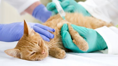 Vaccinarea animalelor de companie: Sfaturi de la veterinari pentru a depăși reticența proprietarilor