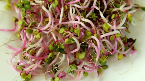 Ce a decis Parlamentul European în legătură cu noile tehnici genomice care modifică materialul genetic al plantelor / Comisia Europeană vrea să obțină plante prin NTG care rezistă la climă și dăunători