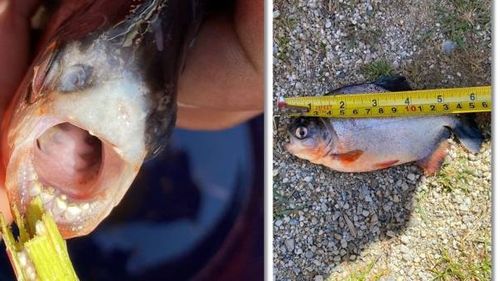 Peștele piranha, prins de un pescar în Timiș / Specia pune în pericol întreagă faună din râu / Se presupune că a fost eliberat de către un crescător, care l-a ținut într-un acvariu