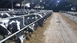 POLITICO | Schimbare de paradigmă la Bruxelles: Comisia Europeană declară zootehnia „infrastructură strategică”. Animalele de fermă devin o miză de securitate alimentară și geopolitică