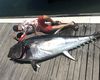 Un frizer italian a prins în Sardinia un ton de 168 de kilograme / „Unul dintre cele mai mari exemplare din mările noastre” / Tonul roșu poate trăi până la 40 de ani și poate atinge aproape 70 de kilometri pe oră