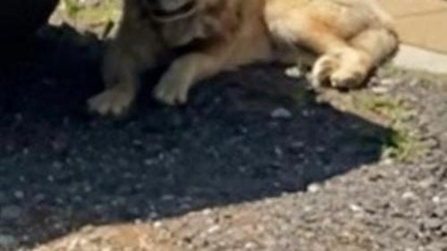 UPDATE FOTO Cum arată ”leul” căutat de 60 de jandarmi și polițiști joi/ Autoritățile au încheiat misiunea de căutare fără să găsească vreun leu, dar păstrează un echipaj pe teren/ De fapt, ar fi vorba de un câine, nu de un leu (surse)