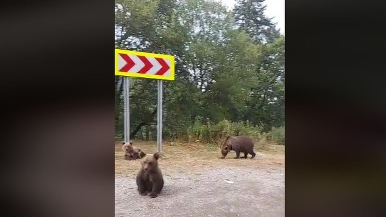 Urs accidentat mortal de o maşină în judeţul Covasna / Al doilea accident similar în două săptămâni