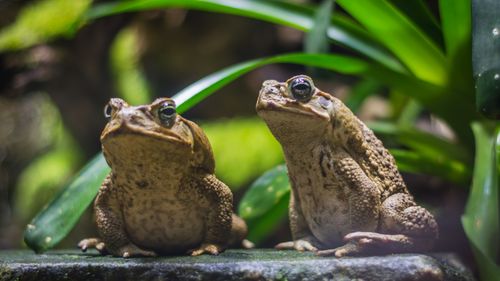 Broaștele de trestie otrăvesc populația de crocodili din Australia. Oamenii de știință au venit cu o soluție ingenioasă